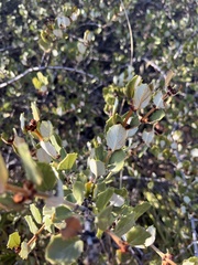Ceanothus crassifolius