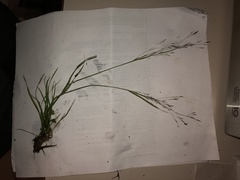 Eragrostis pectinacea