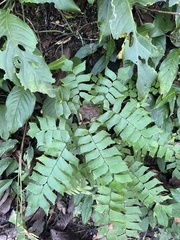 Adiantum trapeziforme