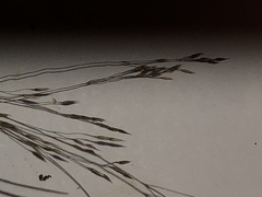 Eragrostis pectinacea