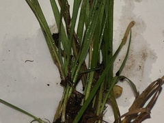 Eragrostis pectinacea