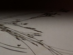 Eragrostis pectinacea