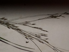 Eragrostis pectinacea
