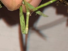 Eragrostis pectinacea