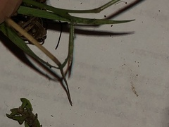 Eragrostis pectinacea