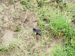 Hirundo rustica rustica
