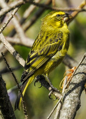 Crithagra sulphurata