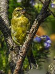 Crithagra sulphurata