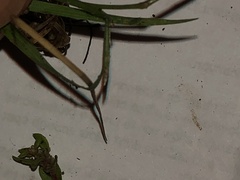 Eragrostis pectinacea