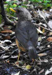 Turdus olivaceus