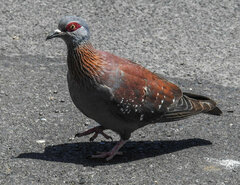Columba guinea phaeonota
