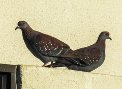 Columba guinea phaeonota