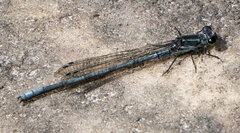 Pseudagrion furcigerum