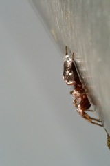 Poecilochroa