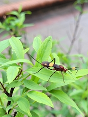 Compsocryptus melanostigma