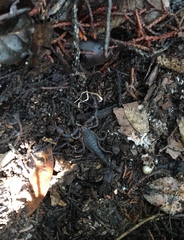 Pseudouroctonus reddelli