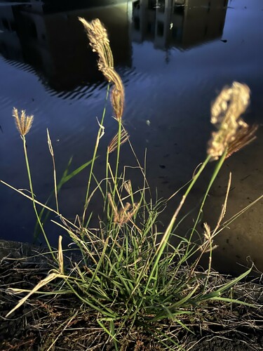 Chloris barbata