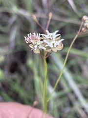 Asclepias aurea