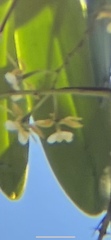 Epidendrum stamfordianum