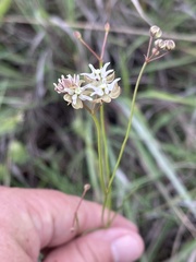 Asclepias aurea