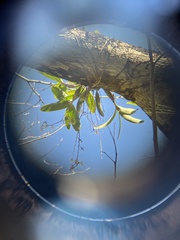 Epidendrum stamfordianum