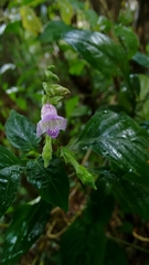 Asystasia dalzelliana