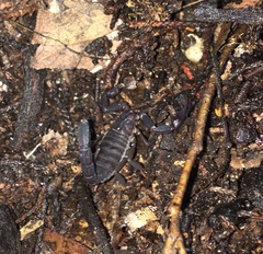 Pseudouroctonus reddelli