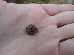 Helicigona lapicida