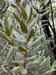 Euclea natalensis magutensis