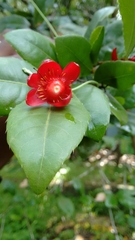 Ochna thomasiana