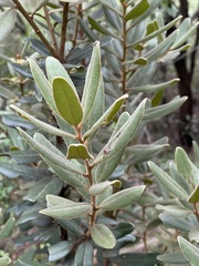 Euclea natalensis magutensis