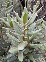 Euclea natalensis magutensis