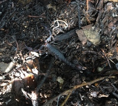 Pseudouroctonus reddelli