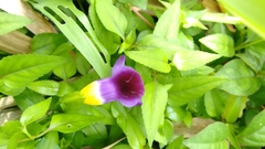 Torenia leucosiphon