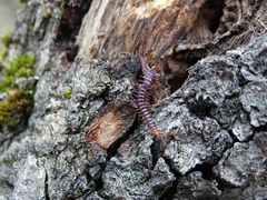 Geophilus carpophagus