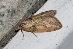 Chesias isabella