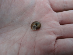 Helicigona lapicida