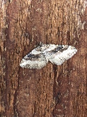Costaconvexa