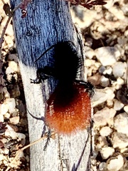 Dasymutilla magnifica