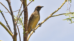 Chlamydera guttata