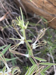 Brachystelma circinatum