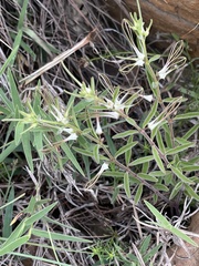 Brachystelma circinatum