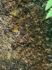 Pristimantis diadematus