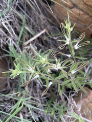 Brachystelma circinatum