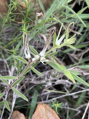 Brachystelma circinatum