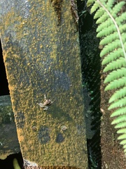 Pristimantis diadematus