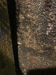 Pristimantis diadematus