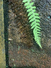 Pristimantis diadematus