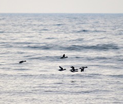 Bucephala clangula clangula