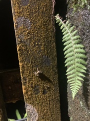 Pristimantis diadematus